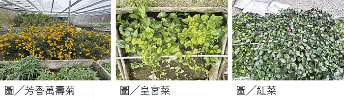 照片